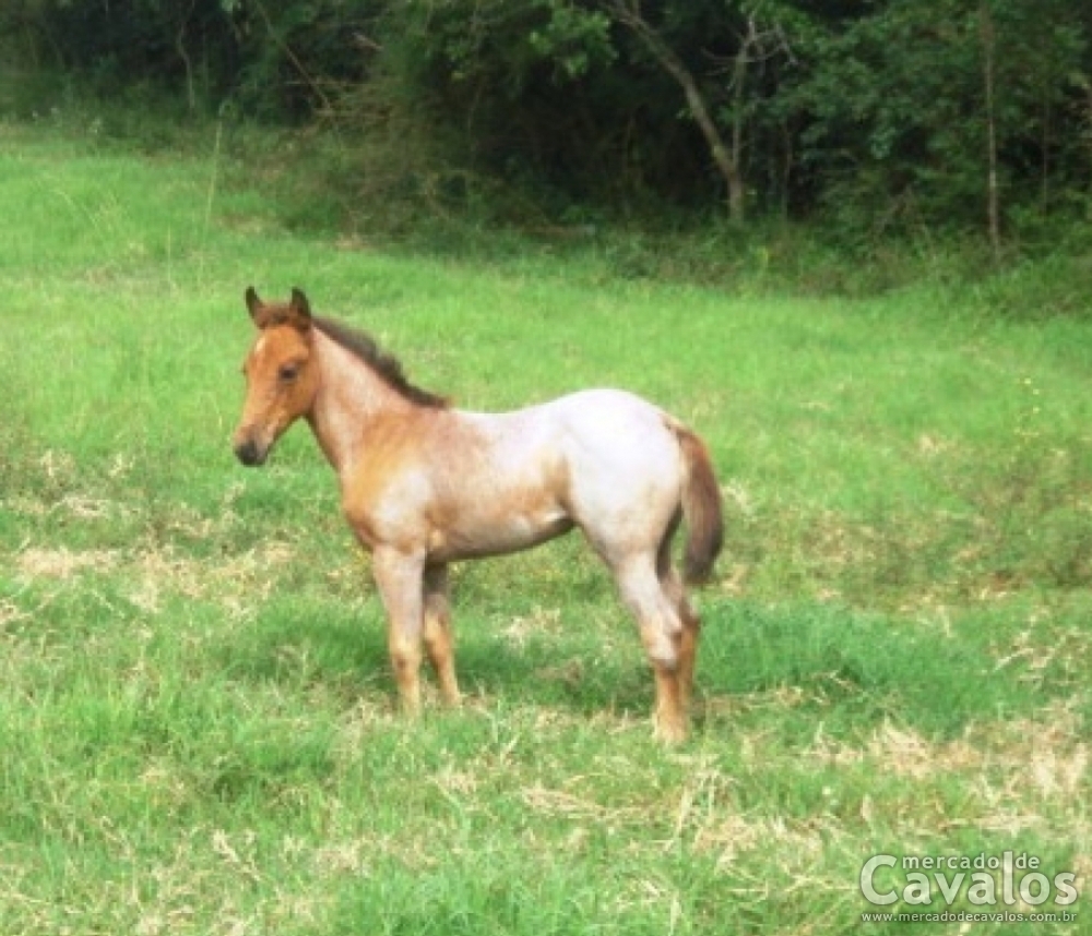 FILLY FROM HEAVEN