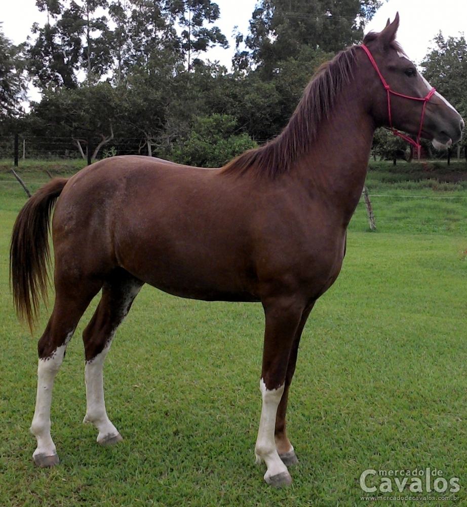 REI DO EFI (T.E.)