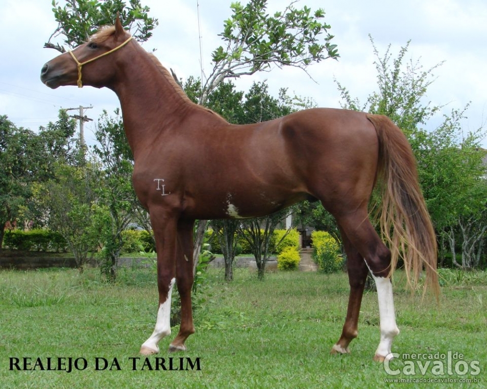 TL REALEJO DA TARLIM (T.E.)