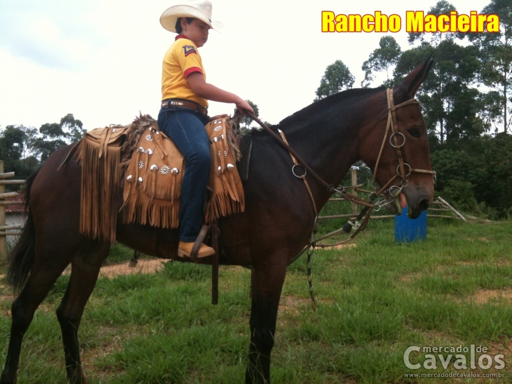 GOIANA