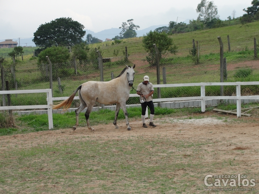 DALILA LS