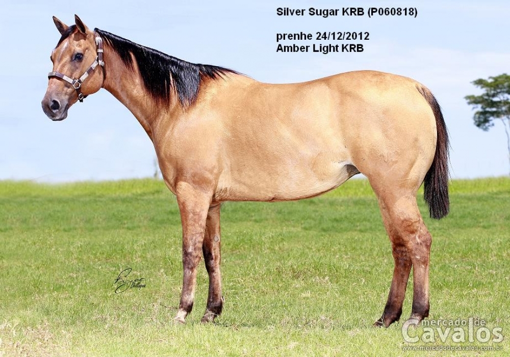SILVER SUGAR KRB