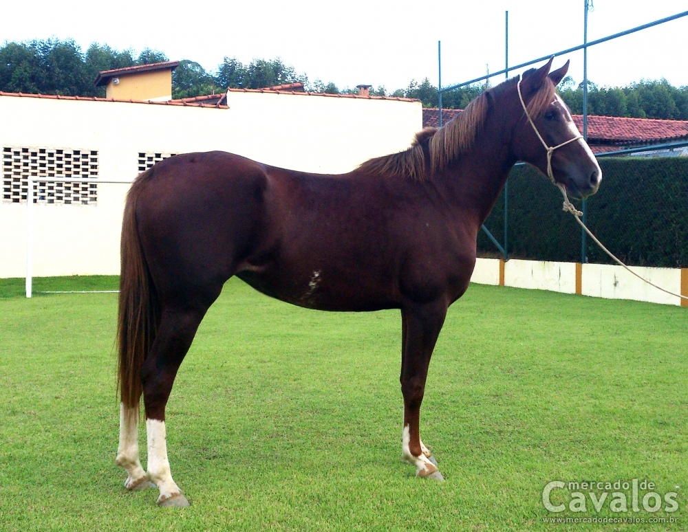 SAVANA DA SAPUCAIA VELHA