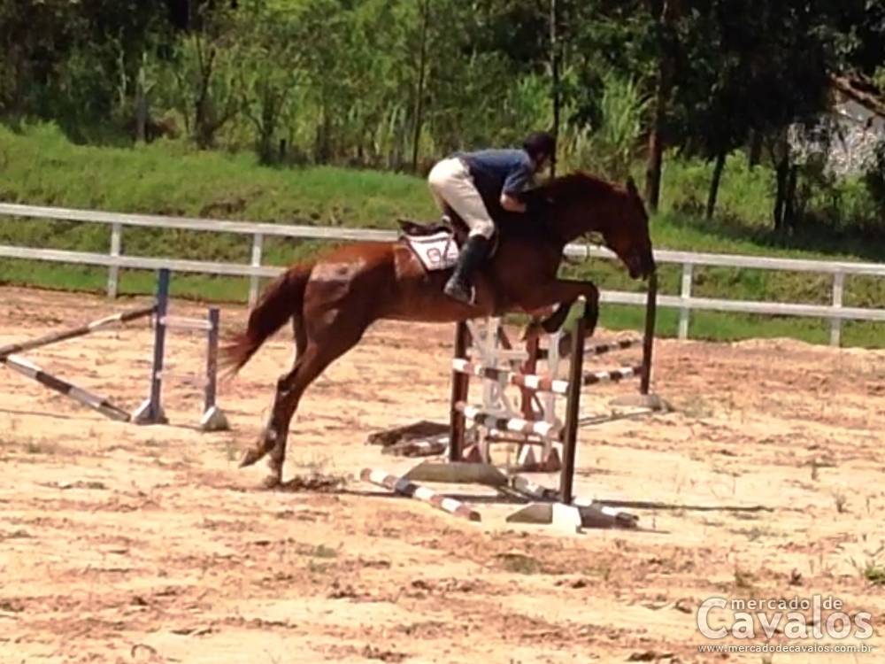 GUINEVERE