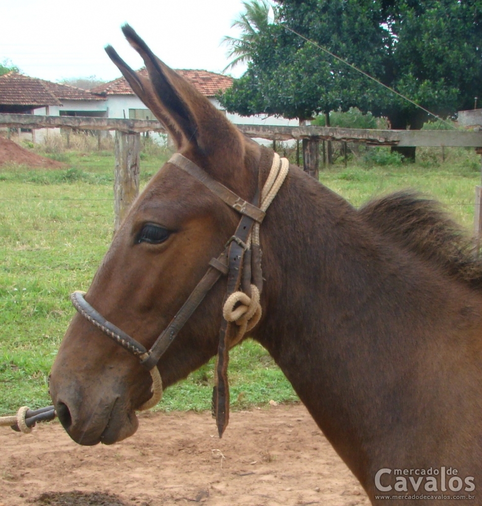 BELEZA V.H.C