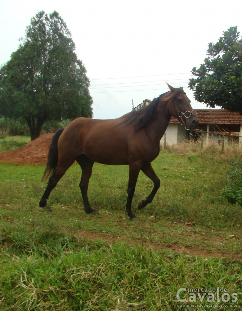NEGRITA V.H.C