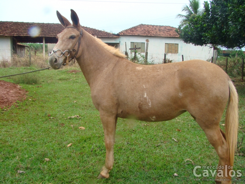 QUERÊNCIA V.H.C