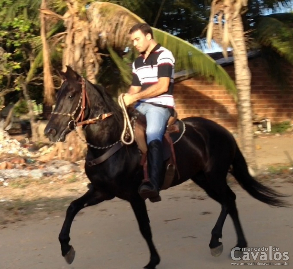 ZINABRE DO VOLTA