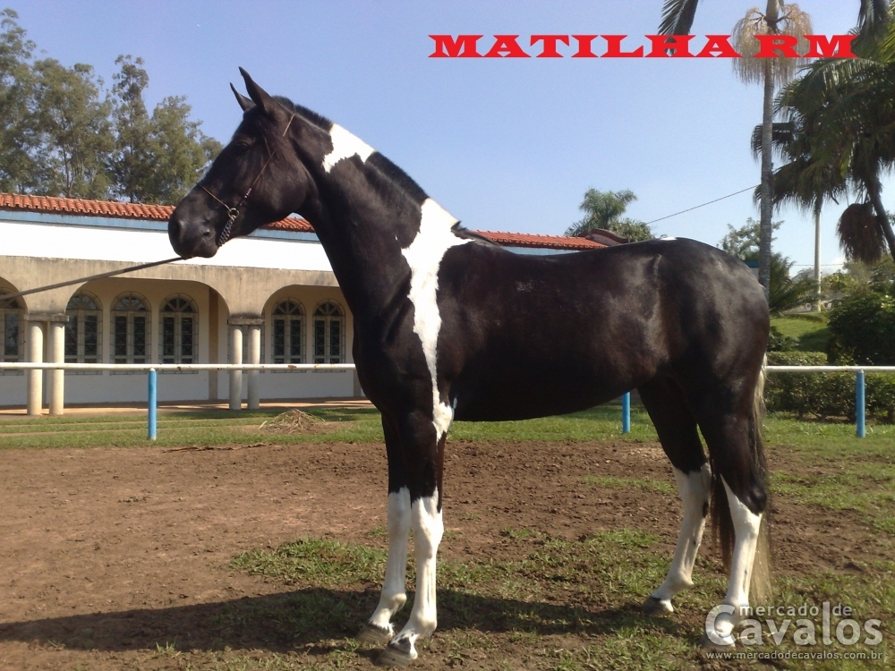 MATILHA R.M.