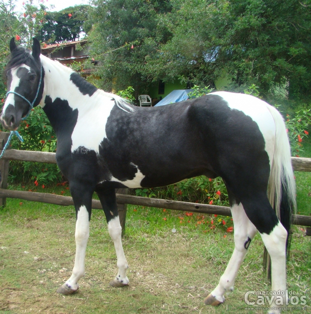 AQUILES MASP
