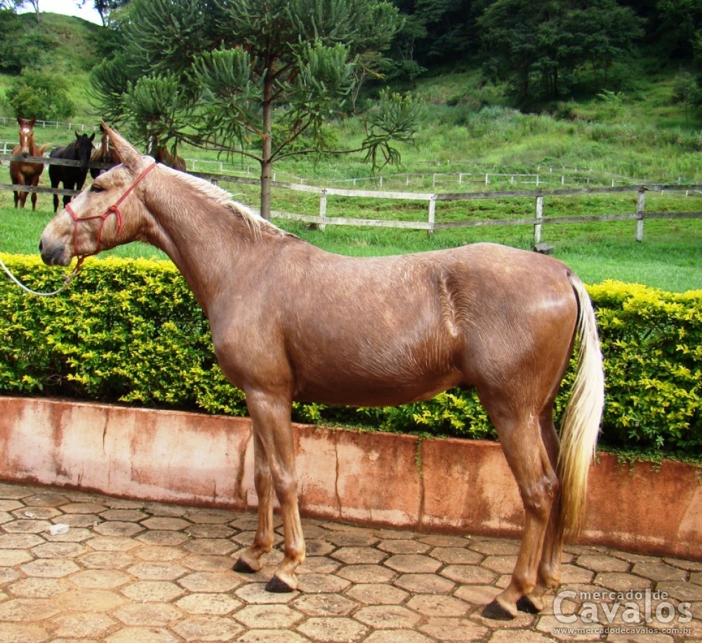 XERIFE