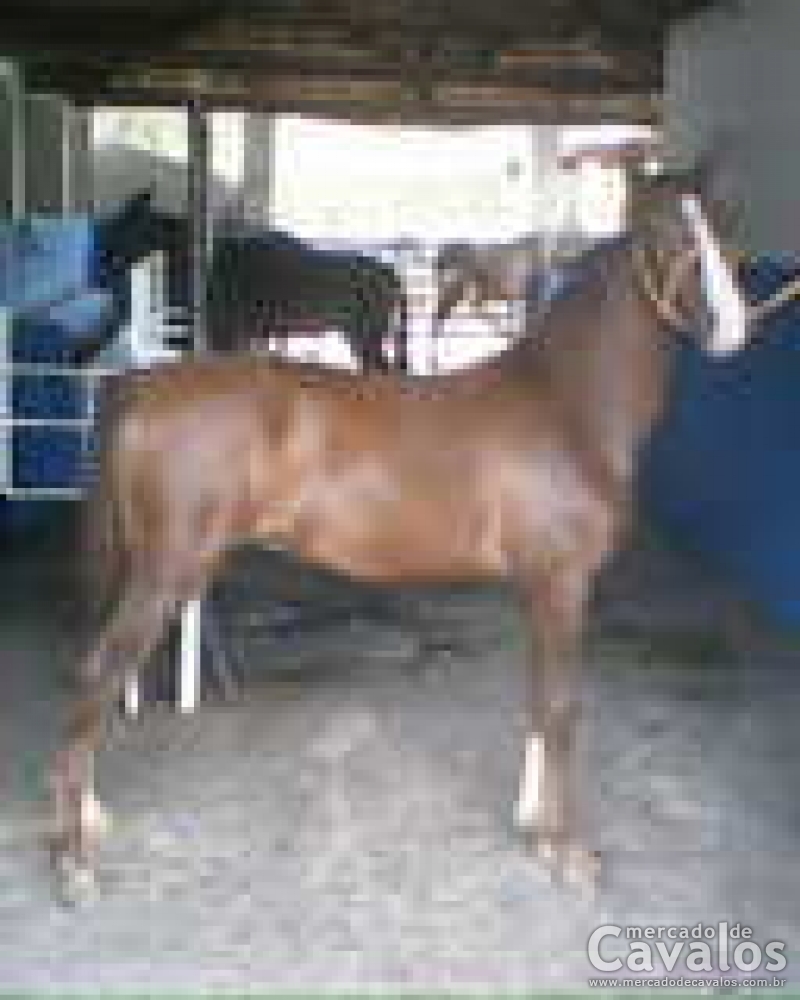 MAGNATA