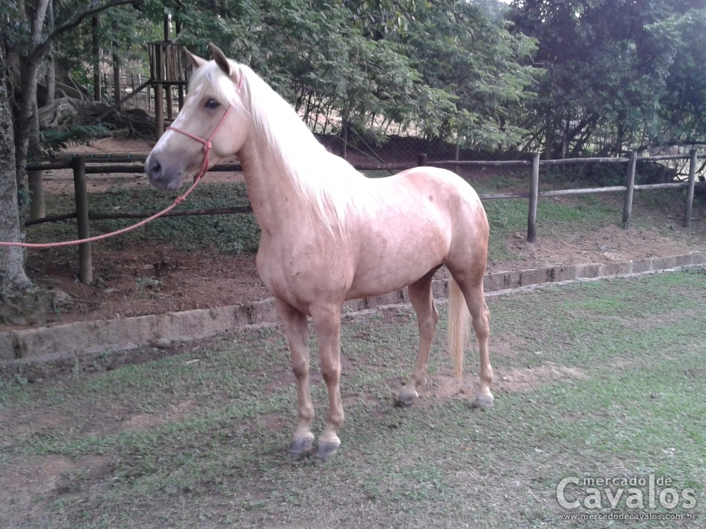 XUXA DO ENCANTO HORSE