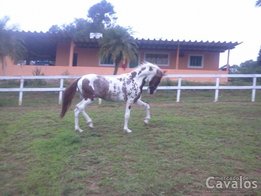 IDIOMA SETE QUEDAS
