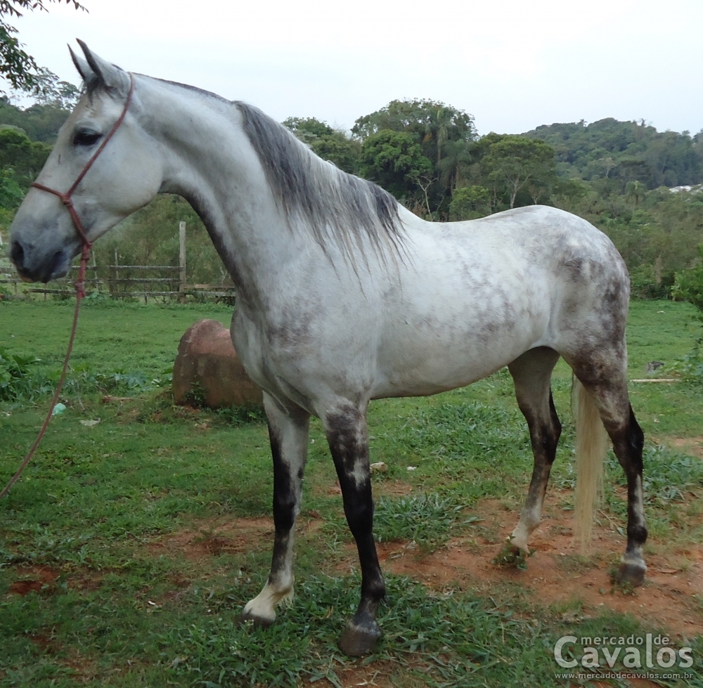 TALISMÃ