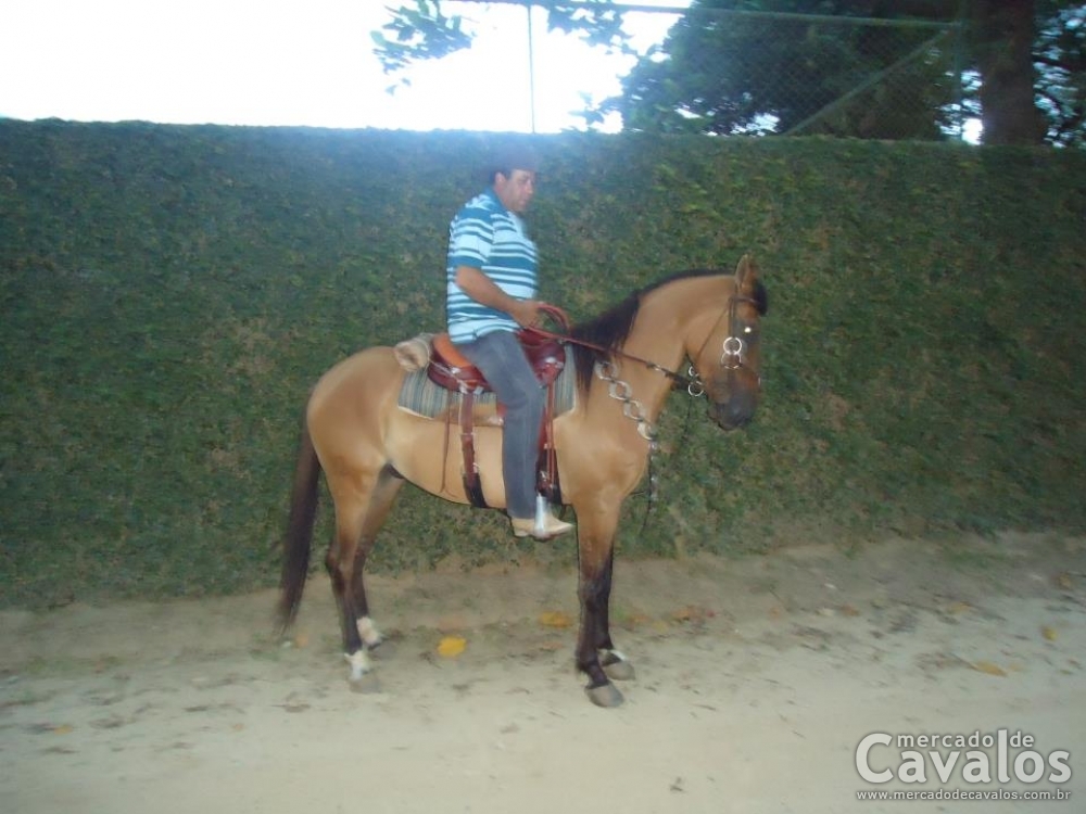 CANARIO