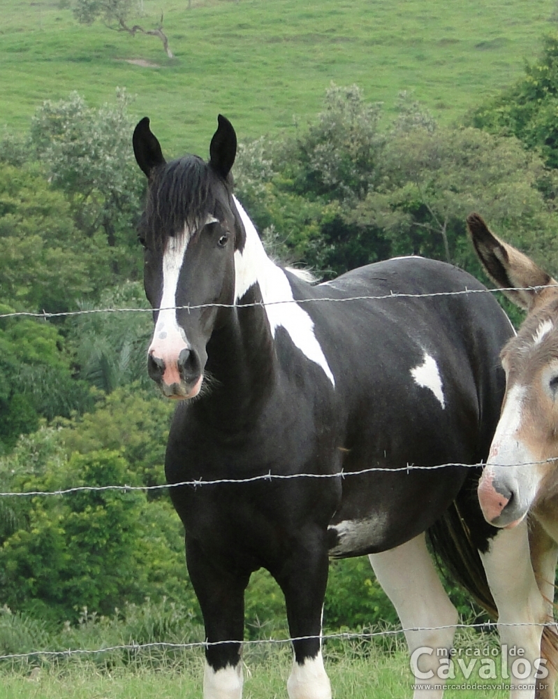 COMANCHE RIO DAS FLORES