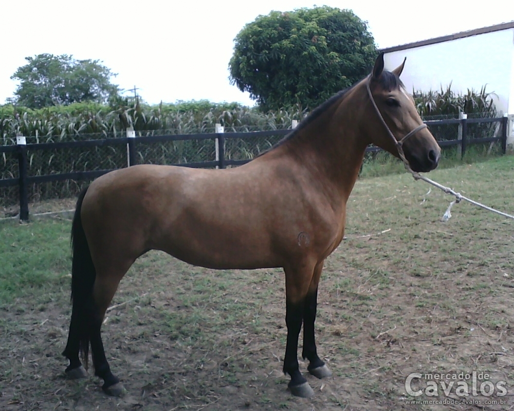 MONALIZA DA ESM