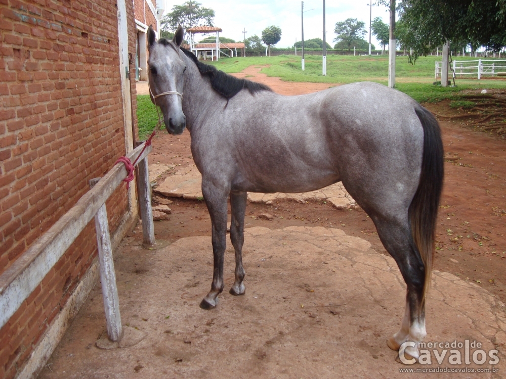 APOLO LYNX OLENA