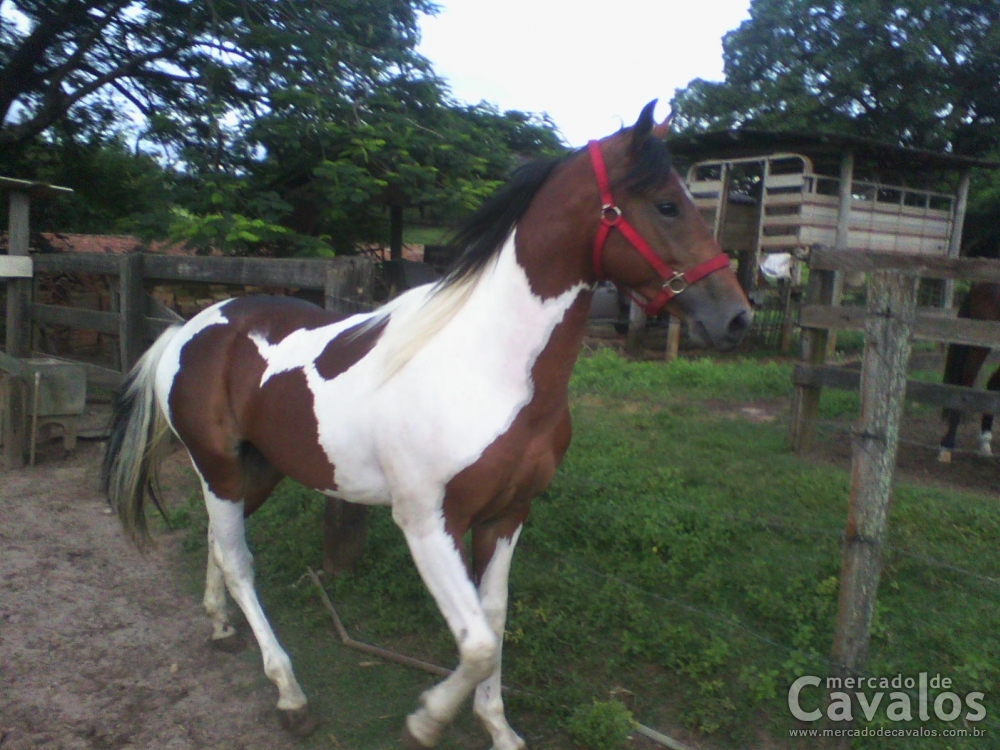 CAPRICHO MM
