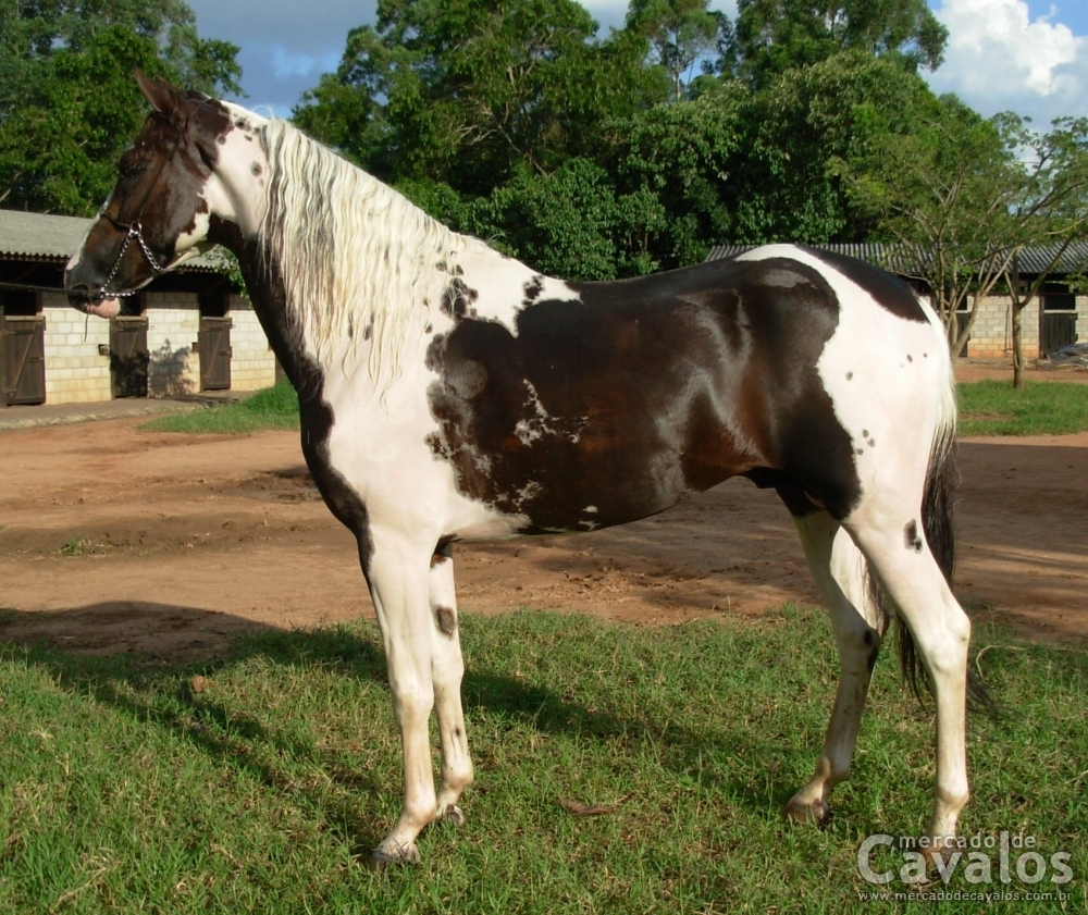 COMANCHE HSG