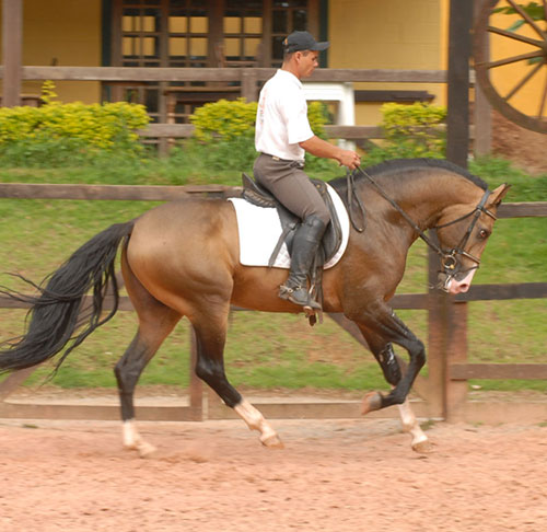 VISTOSO DA CANTAREIRA