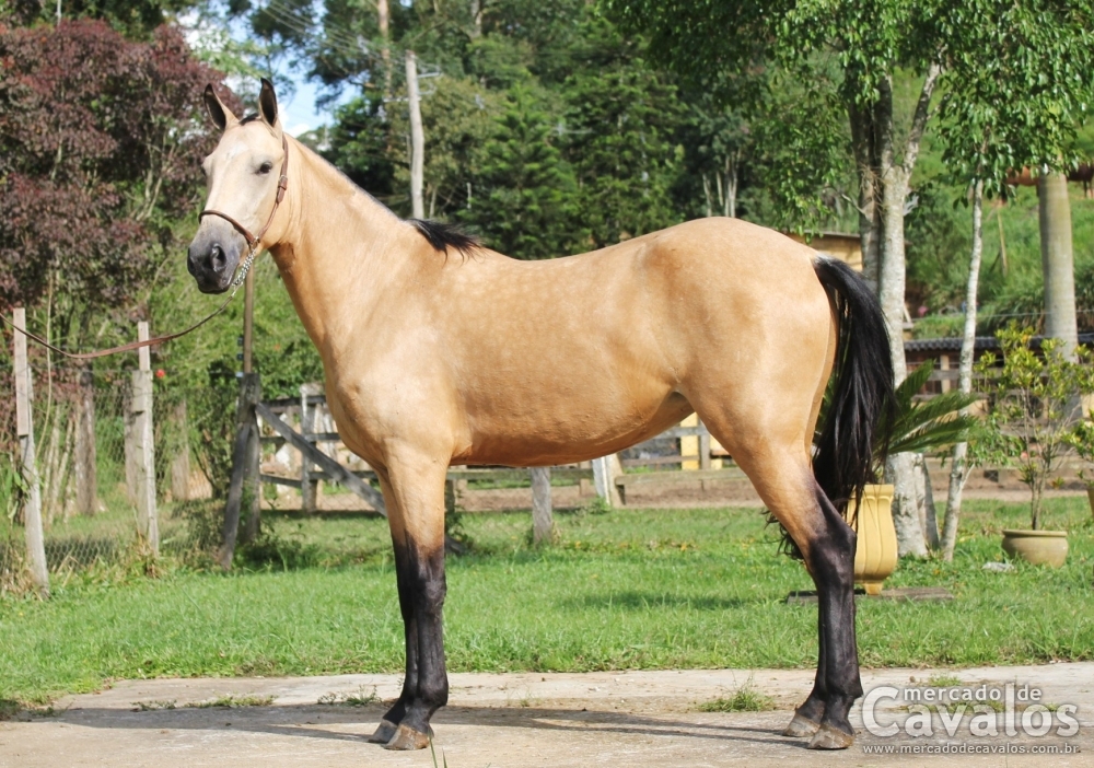 PERIGOSA DO RASF