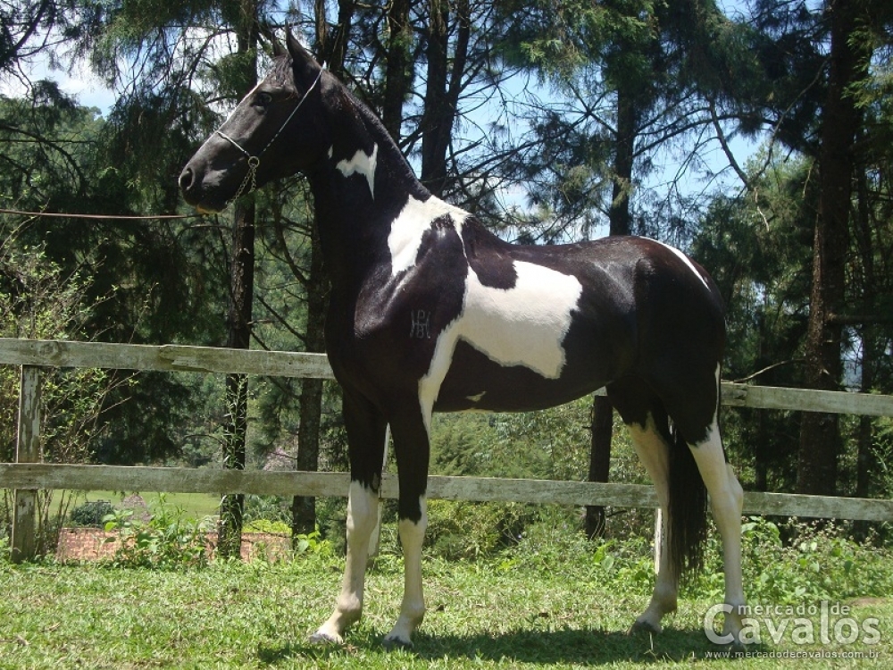 CHARMOSA DA HPB
