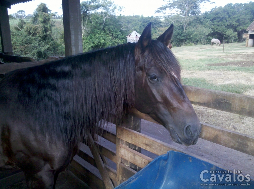 TODDY DASH