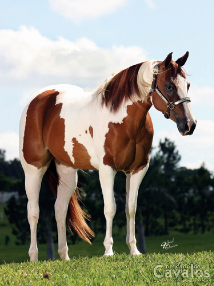 TOPBABY IMAGE TH