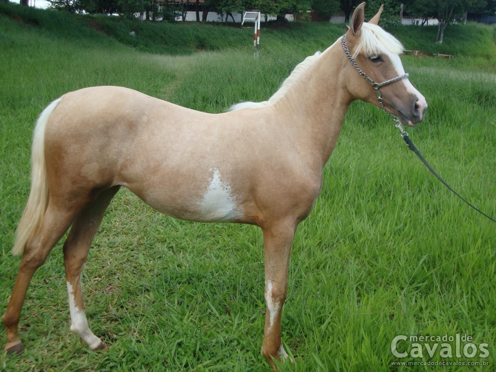 TIGRESA RP