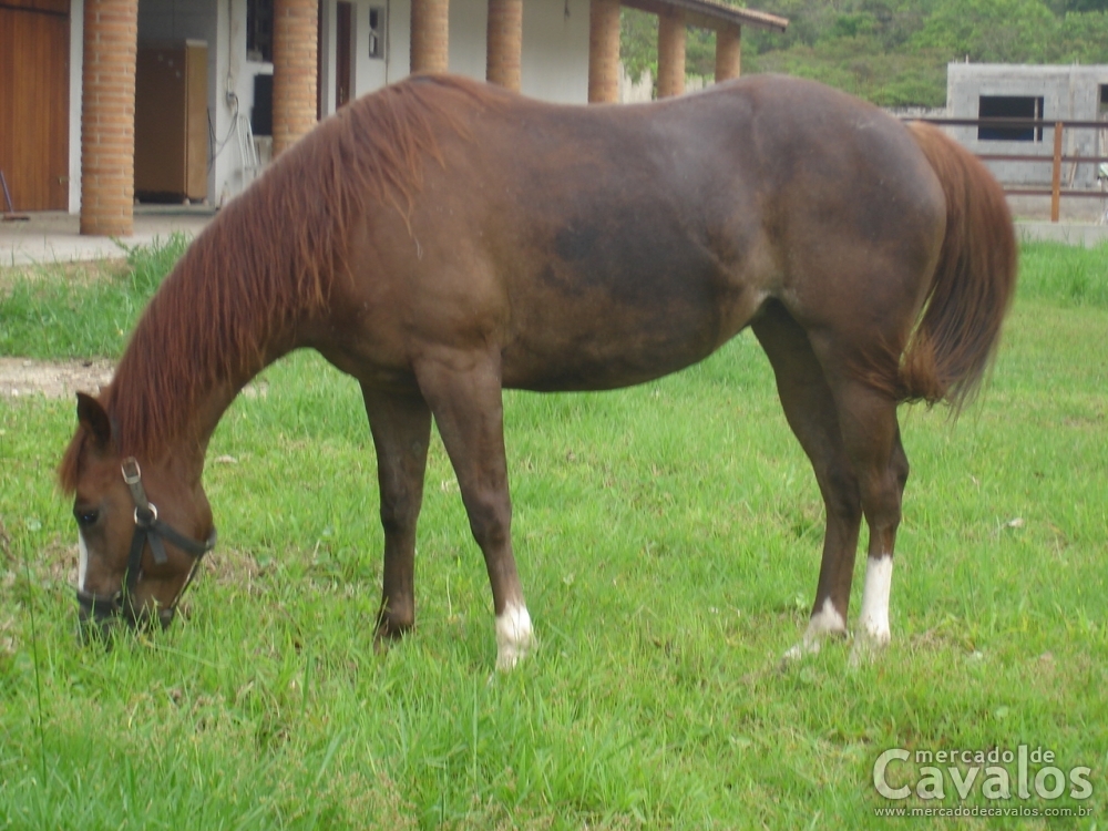 CAJAKS CASH - P124334