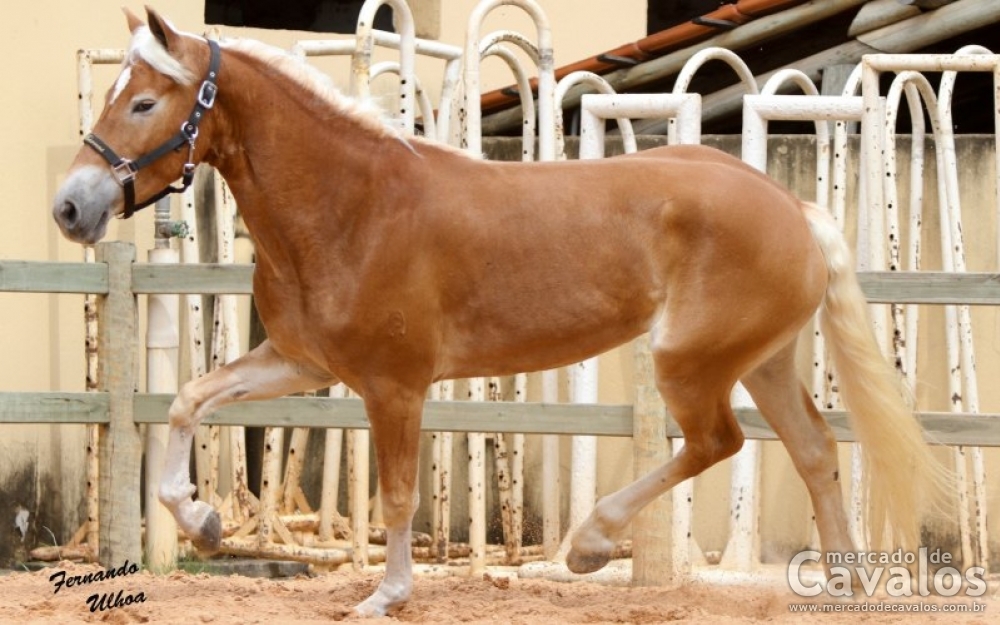 DOLL RA - HAFLINGER