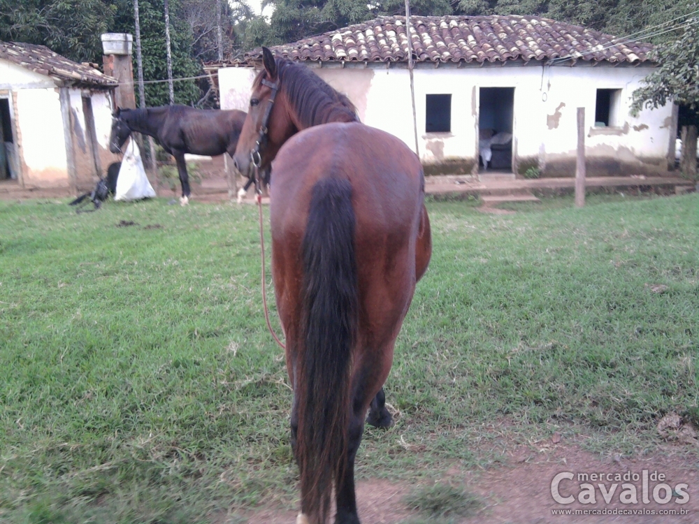 ALAZÃO