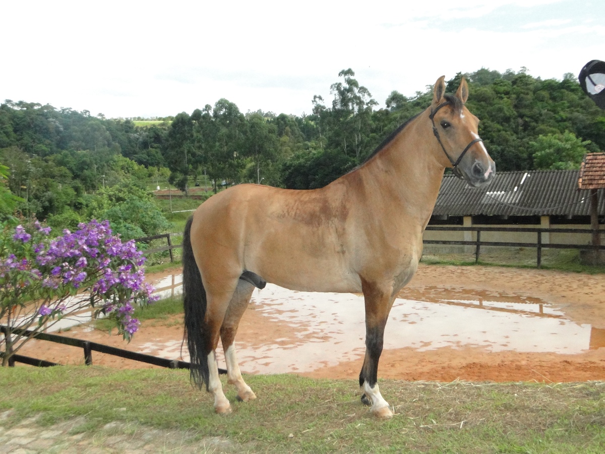 CASTANHO