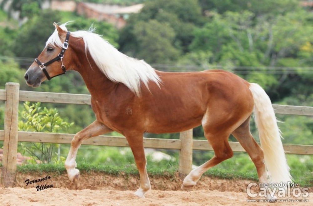 DOLL RA + STEP RA - CASAL DE HAFLINGER