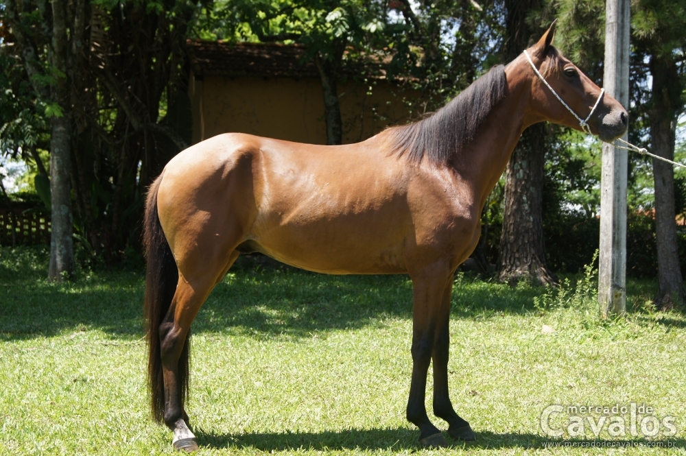 XAVANTE BF