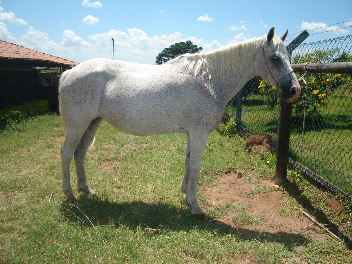 LUA DA JOMAR