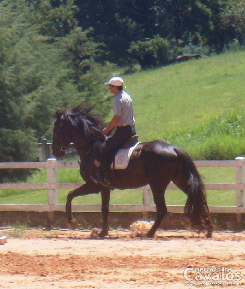 DUQUE DA LEOPOLDINA