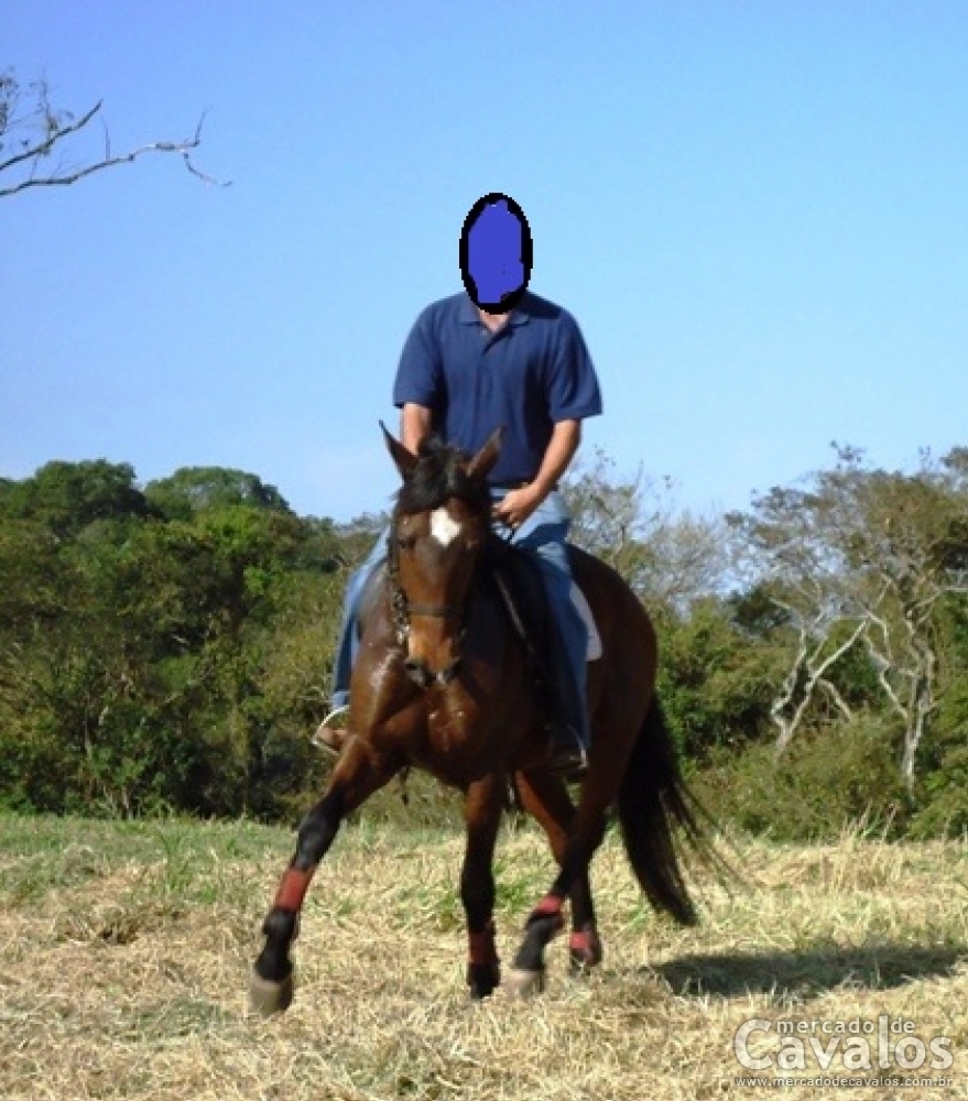ZELO DE QUINTANA
