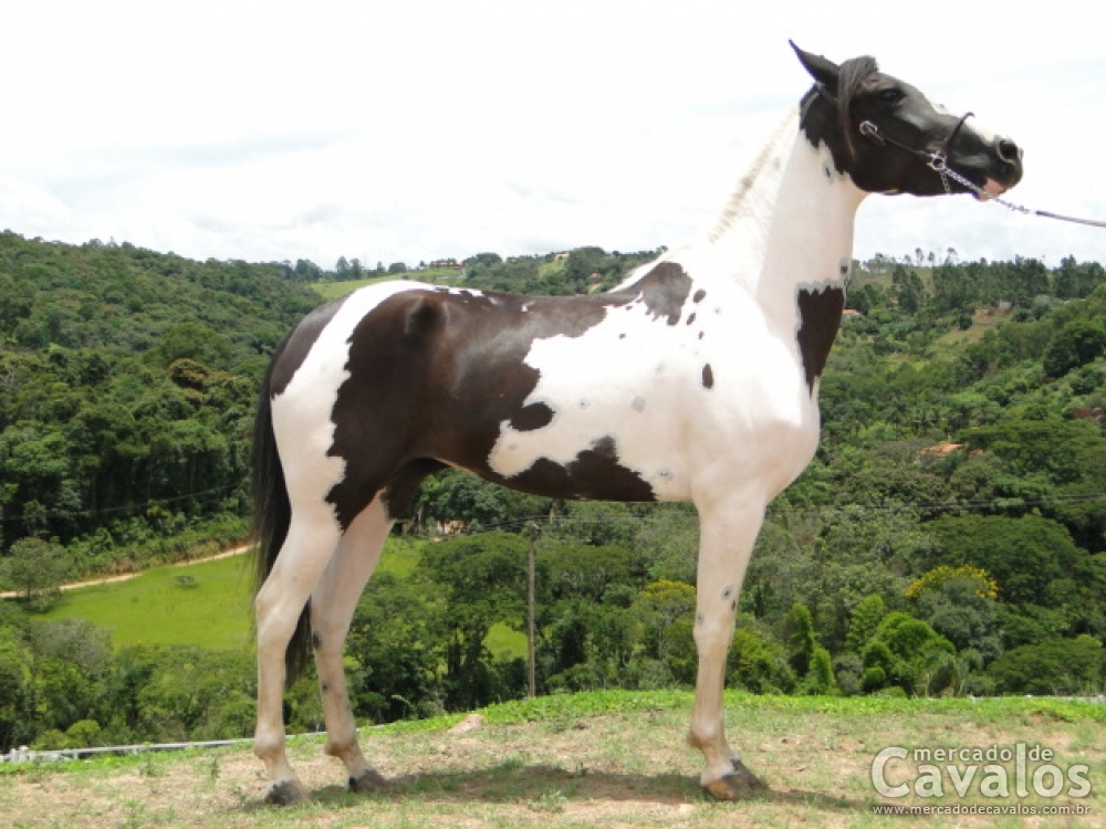 GRACINHA OBC