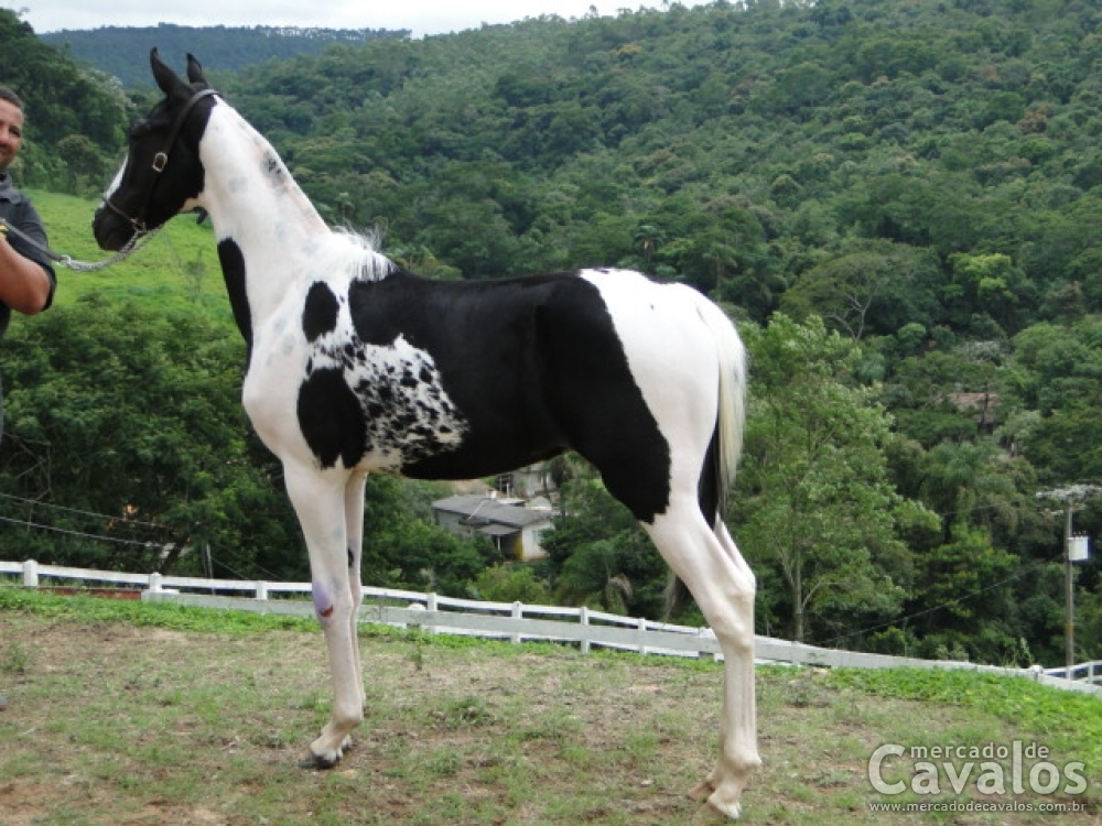 CAPRICHOSO