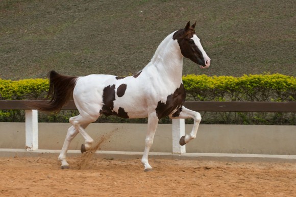 QUANBLANCO DO PEC