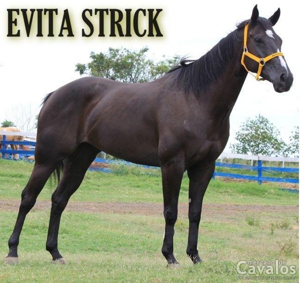 EVITA STRICK