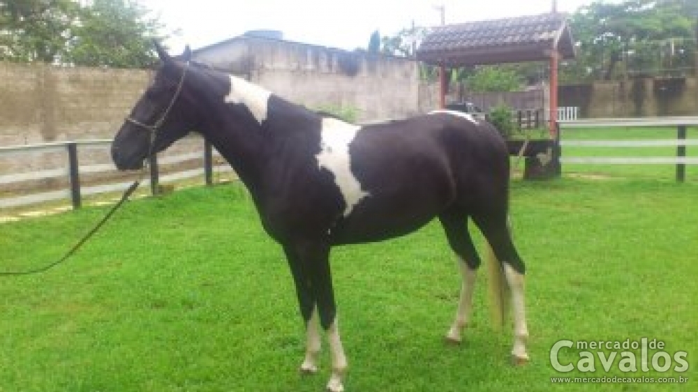 SERENA M.R