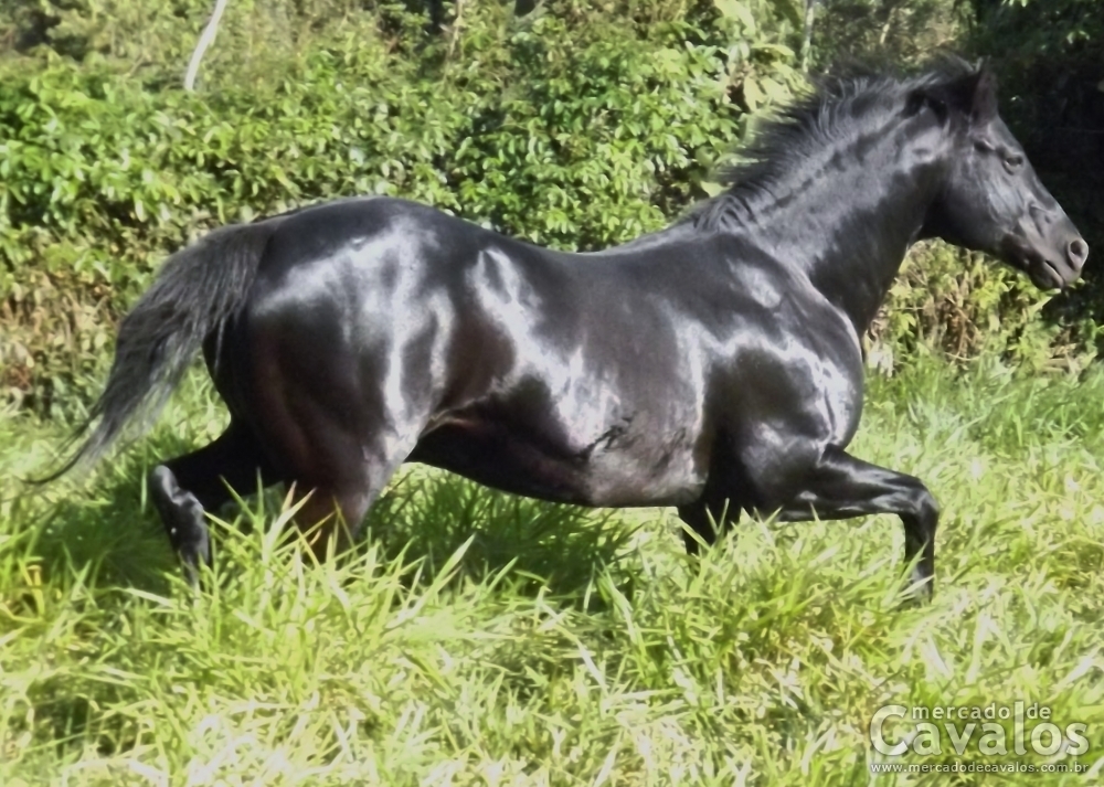 PÁSSARO PRETO