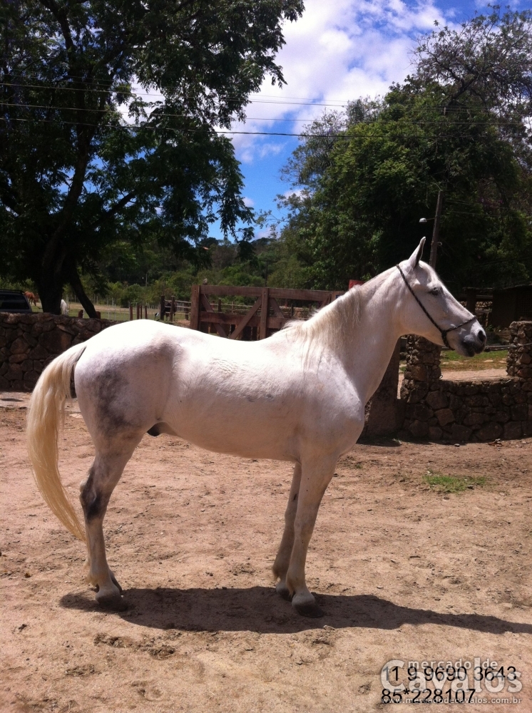 CHARUTO