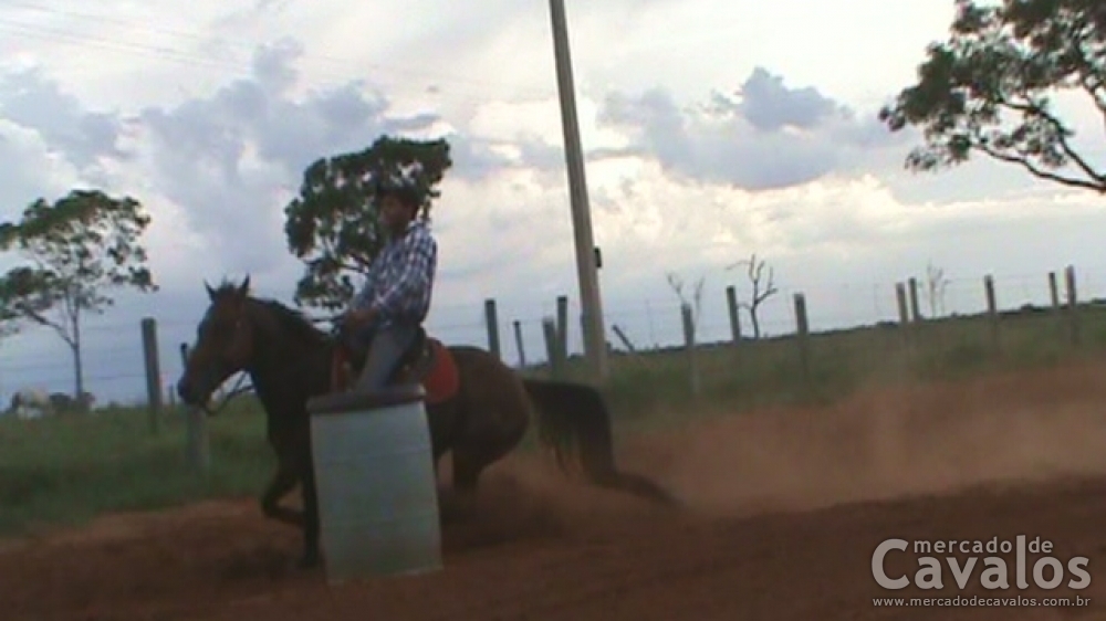 SPEED JAY BEE