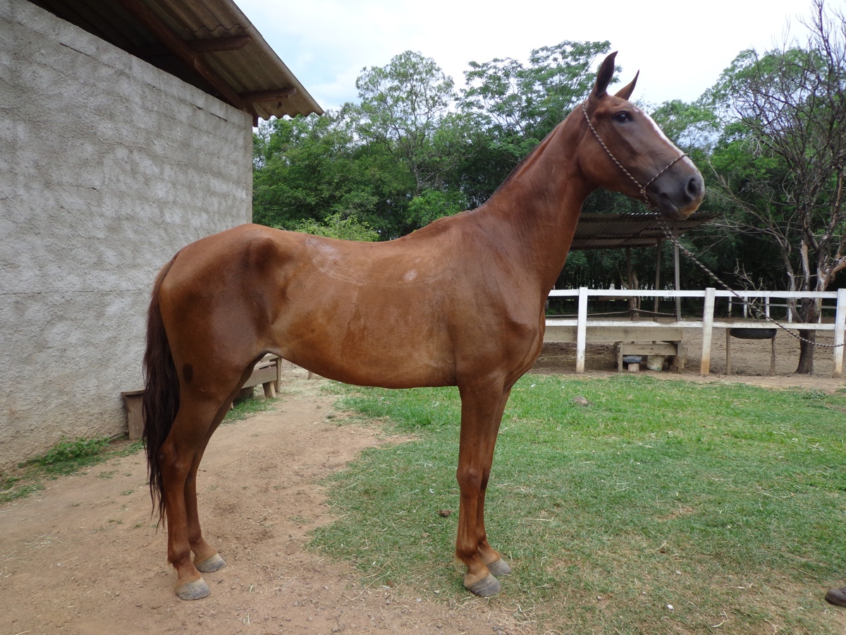 CAPITU DE SAO DIOGO