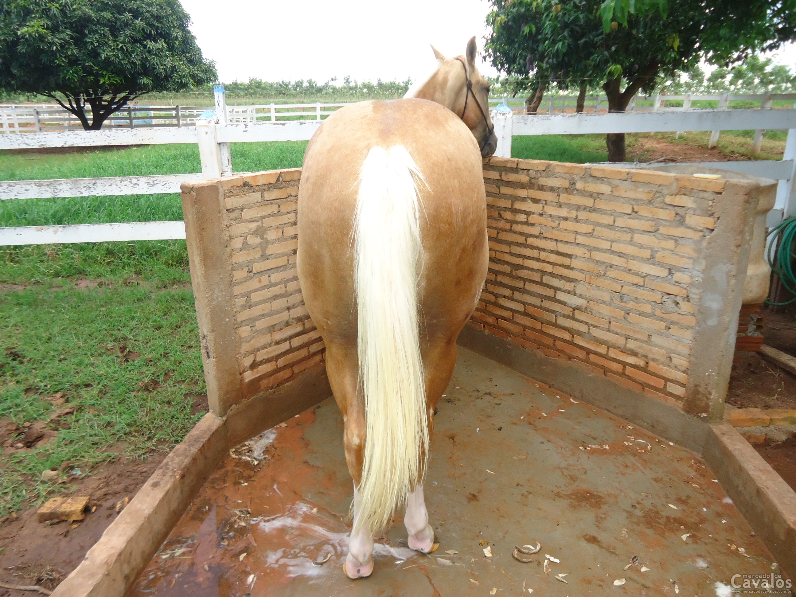 BLOND POCODO WRB